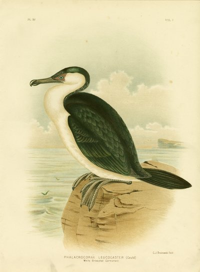 White-Breasted Cormorant by Gracius Broinowski